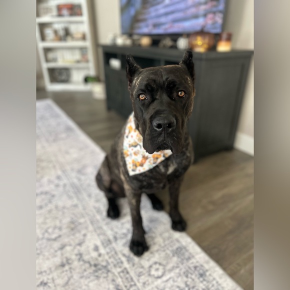 Meet your Posher, Callie - Picture 3 of 4